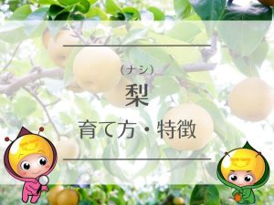 梨（ナシ）の育て方と特徴