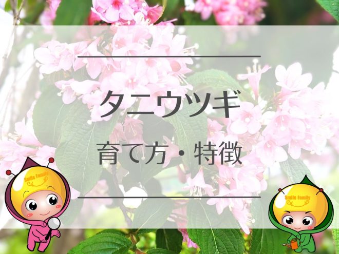 タニウツギの育て方と特徴